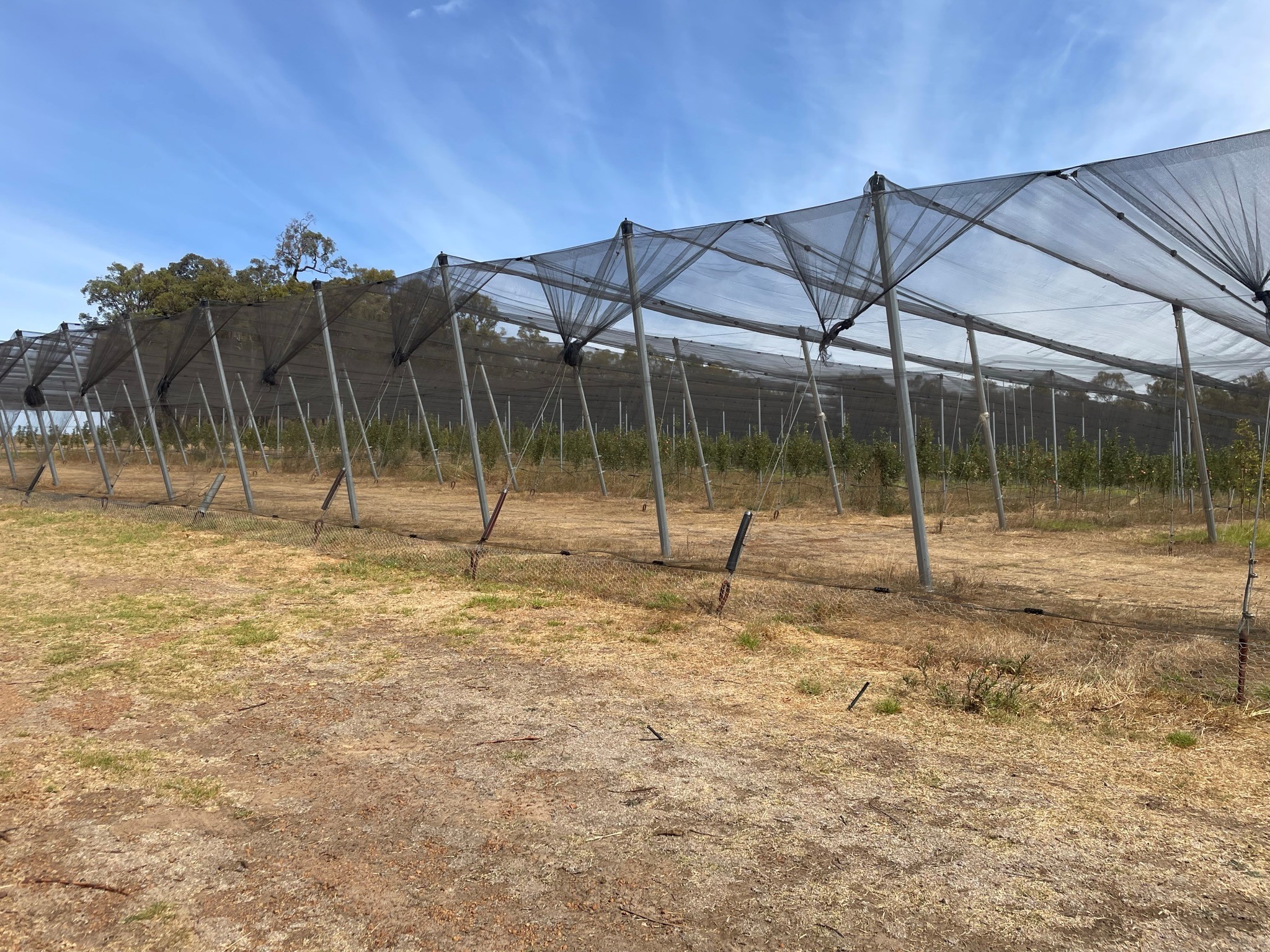 Orchard netting