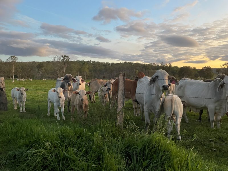 Brahman cattle behind fence in paddock