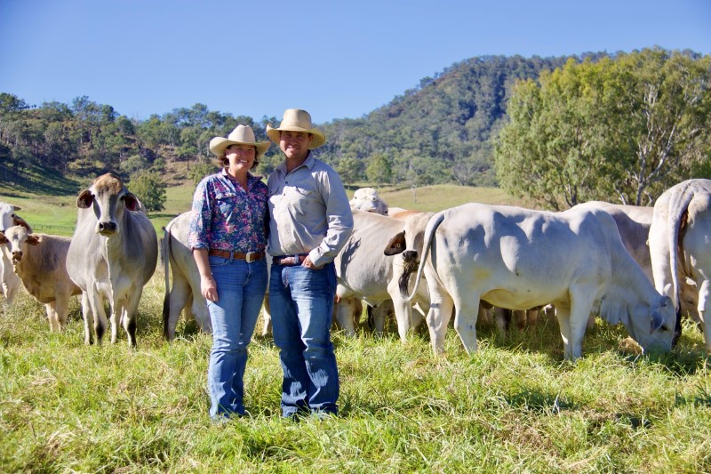 Woman and man standing in front of cattle