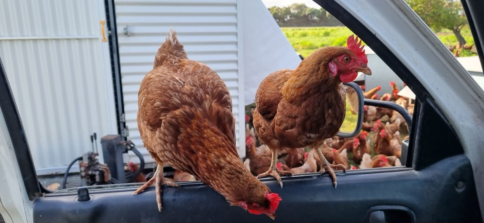 Chicken on car window