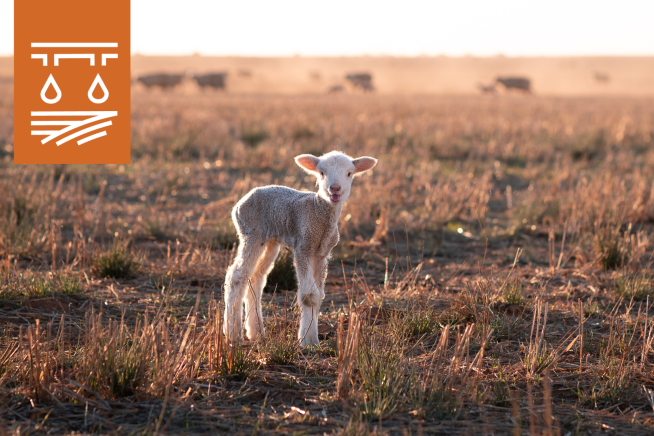 Drought farm lamb