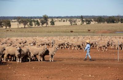 Sheep on farm during drought